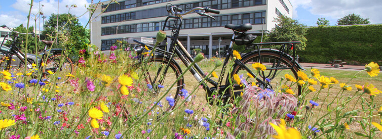 Im Vordergrund ist eine Blühwiesen, dahinter steht ein schwarzes Fahrrad und ganz im Hintergrund ist das Hauptgebäude der Jade Hochschule in Wilhelmshaven zu sehen