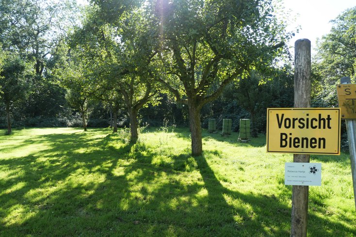 Auf der Streuobstwiese am Campus Wilhelmshaven herrschen ideale Bedingungen für Bienen. (Foto: Jade HS/Daniela Wrage)