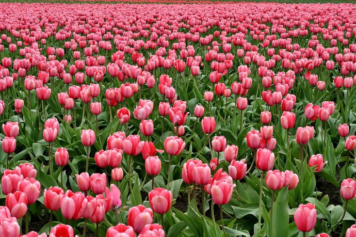 Tulpenwiese (Foto: pexels)