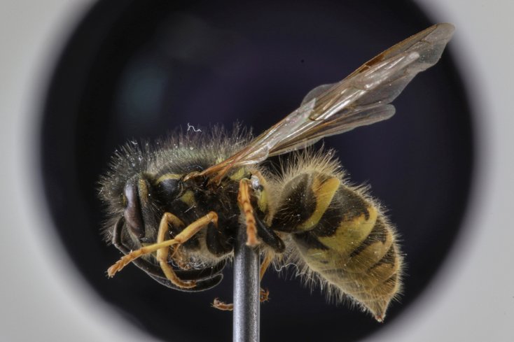 Nahaufnahme eines Insektes vor dem Kameraobjektiv.