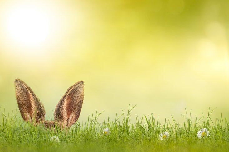 Foto: Adobe Stock