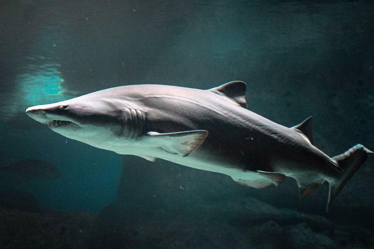 Die Haut von schnellschwimmenden Haien ist mit Riblets versehen, die die oberflächennahe Reibung so reduzieren, dass der Hai bei der Jagd Energie spart. Foto: pexels