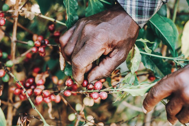 Wer hat die Bohnen für den Kaffee geerntet? Und können die Menschen in den Anbaugebieten im globalen Süden von ihrer Arbeit leben? Mit jeder Kaufentscheidung können wir zu einem fairen Handel beitragen. (Foto: pexels)