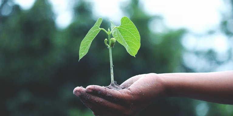 Nachhaltige Projekte an der Hochschule (Foto: pexels)