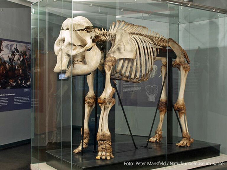 Skelett des Goethe-Elefants in Kassel