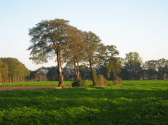 Baumgruppe auf einem Feld