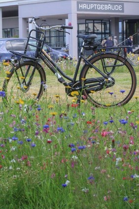 Fahrrad, Blumenwiese, Haupteingang