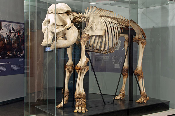 Skelett des Goethe-Elefants in Kassel