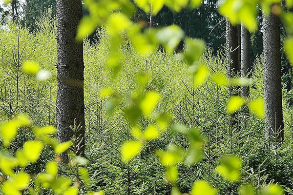Wald (Foto: Pexels)